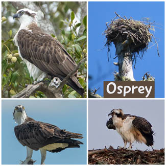 Osprey